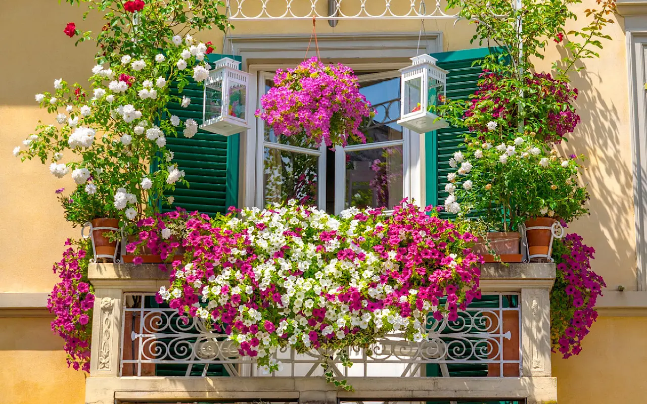 Quali sono le migliori piante da balcone per questo periodo?