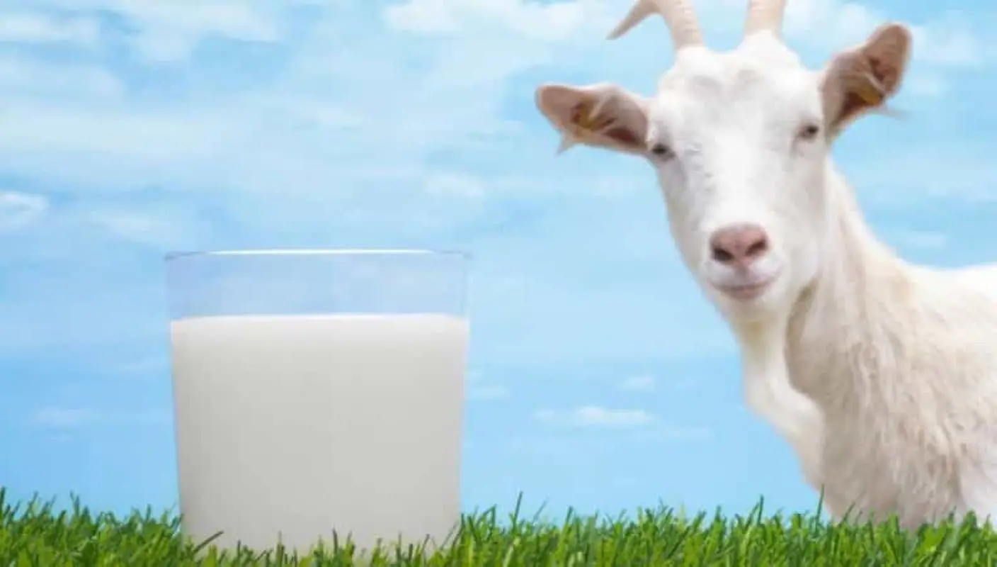 Il latte di capra contiene lattosio? Ecco la verità