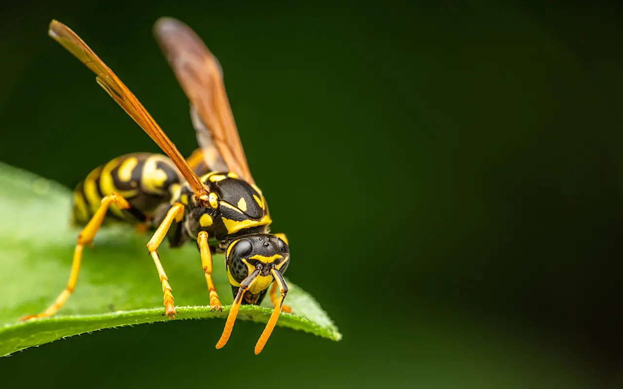 Come allontanare le vespe da giardino e balcone: ecco cosa usare